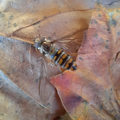 Episyrphus balteatus