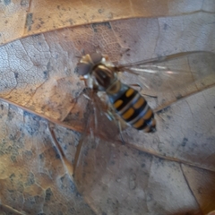 Episyrphus balteatus