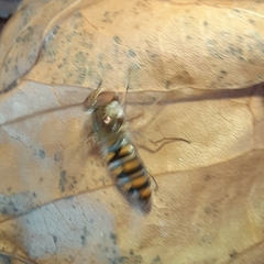 Episyrphus balteatus