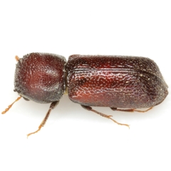 Micrapate dinoderoides