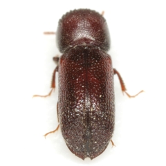 Micrapate dinoderoides