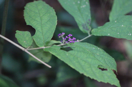 Image of Callicarpa rubella by no rights reserved
