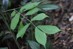 Callicarpa rubella
