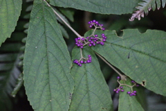 Callicarpa rubella