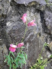 Antirrhinum majus