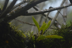 Pleopeltis pleopeltifolia