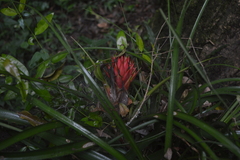 Aechmea recurvata
