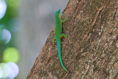 Phelsuma sundbergi