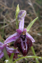Ophrys sphegodes spruneri