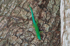 Phelsuma sundbergi
