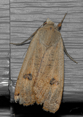 Noctua pronuba