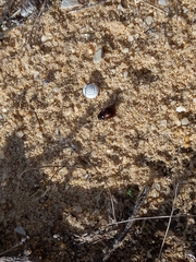 Chrysolina polita
