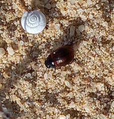 Chrysolina polita