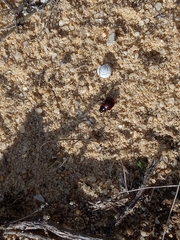 Chrysolina polita