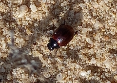 Chrysolina polita