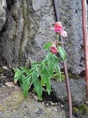Antirrhinum majus