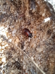 Chrysolina polita