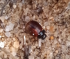 Chrysolina polita