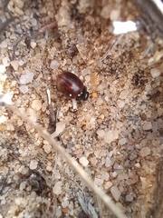 Chrysolina polita