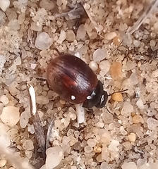 Chrysolina polita