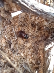 Chrysolina polita