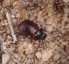 Chrysolina polita