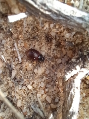 Chrysolina polita