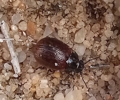 Chrysolina polita