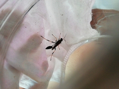 Sceliphron caementarium