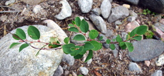 Cotoneaster cinnabarinus