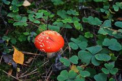 Amanita muscaria