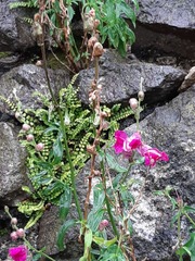 Antirrhinum majus