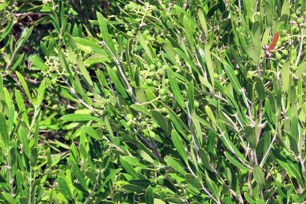 Dune olive