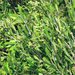 Olea exasperata - Photo (c) Roland Morisse, algunos derechos reservados (CC BY-NC), subido por Roland Morisse