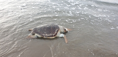 Caretta caretta