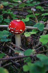 Amanita muscaria
