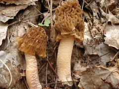 Verpa bohemica