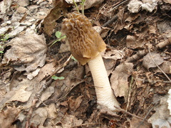 Verpa bohemica