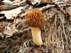 Verpa bohemica