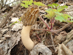 Verpa bohemica