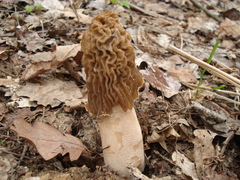 Verpa bohemica
