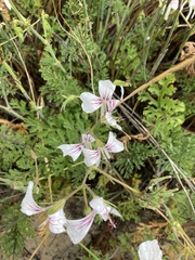 Pelargonium longicaule
