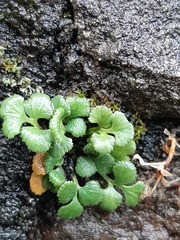 Asplenium ruta-muraria
