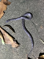 Pareas margaritophorus