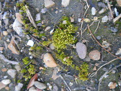 Physcomitrium pyriforme