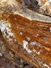 Botryobasidium simile