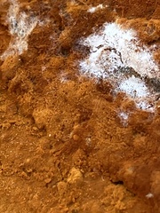 Botryobasidium simile