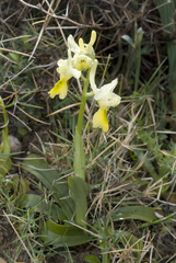 Orchis pauciflora