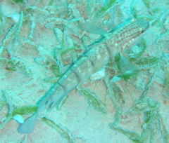 Amblygobius albimaculatus