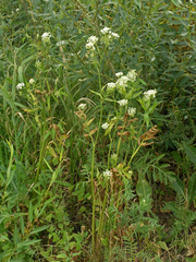 Sium latifolium